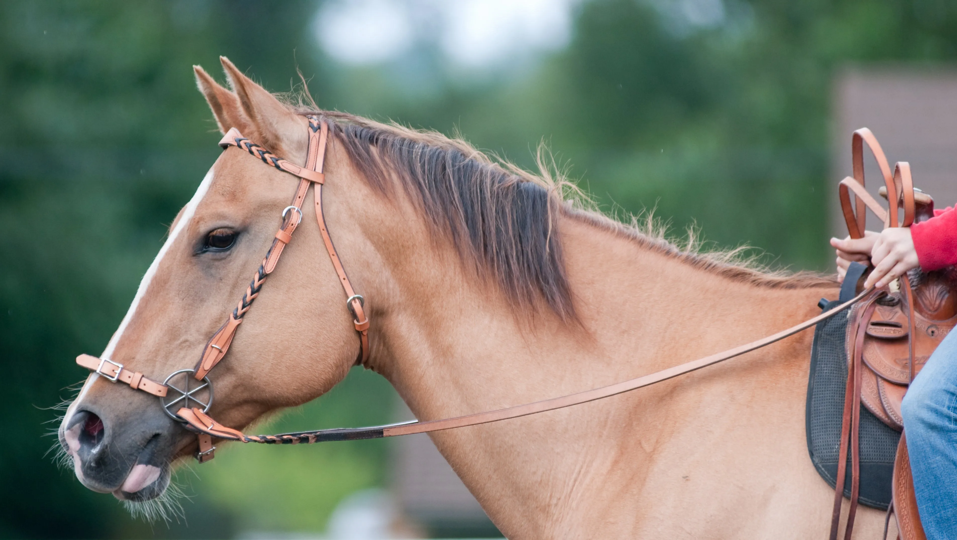 Braided Headstall & Reins