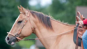 Braided Headstall & Reins