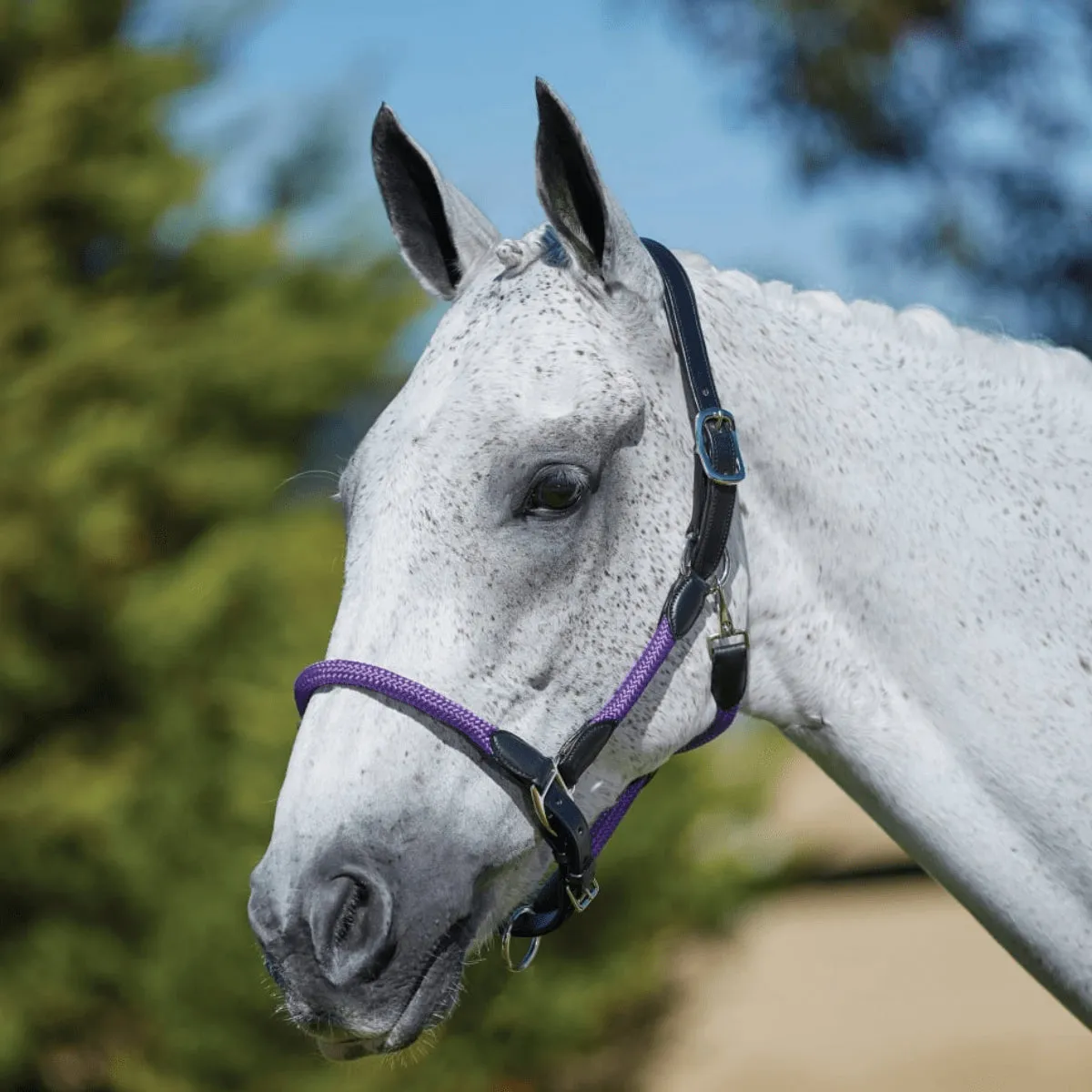 Kincade Leather Rope Headcollar