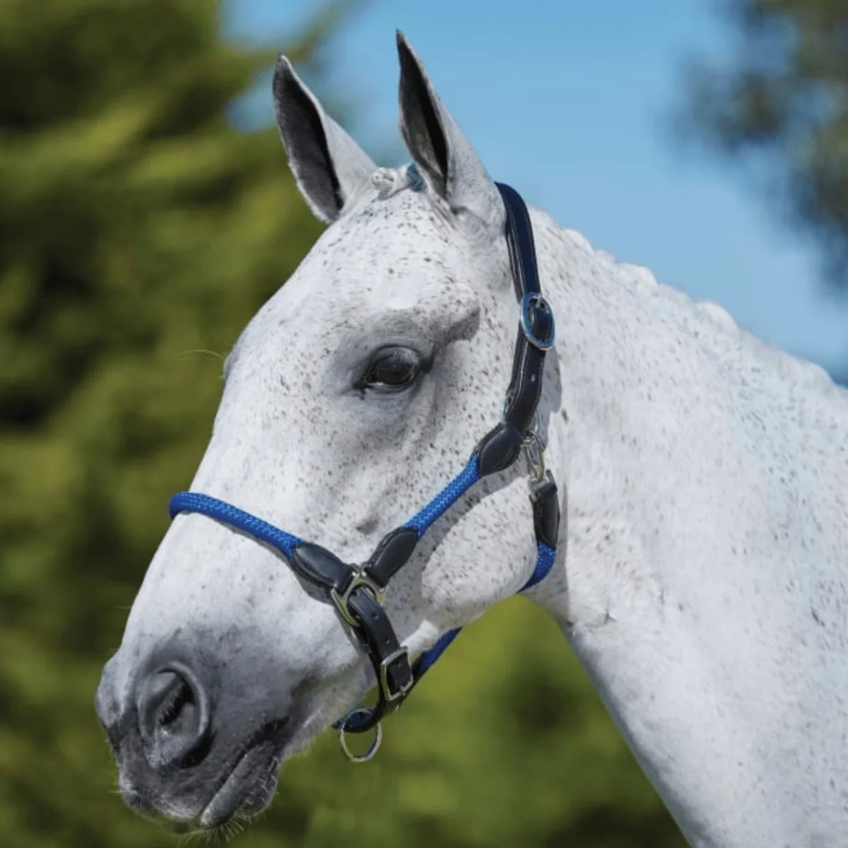 Kincade Leather Rope Headcollar