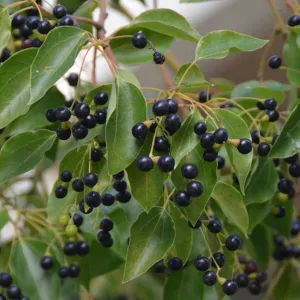 Ravintsara Essential Oil