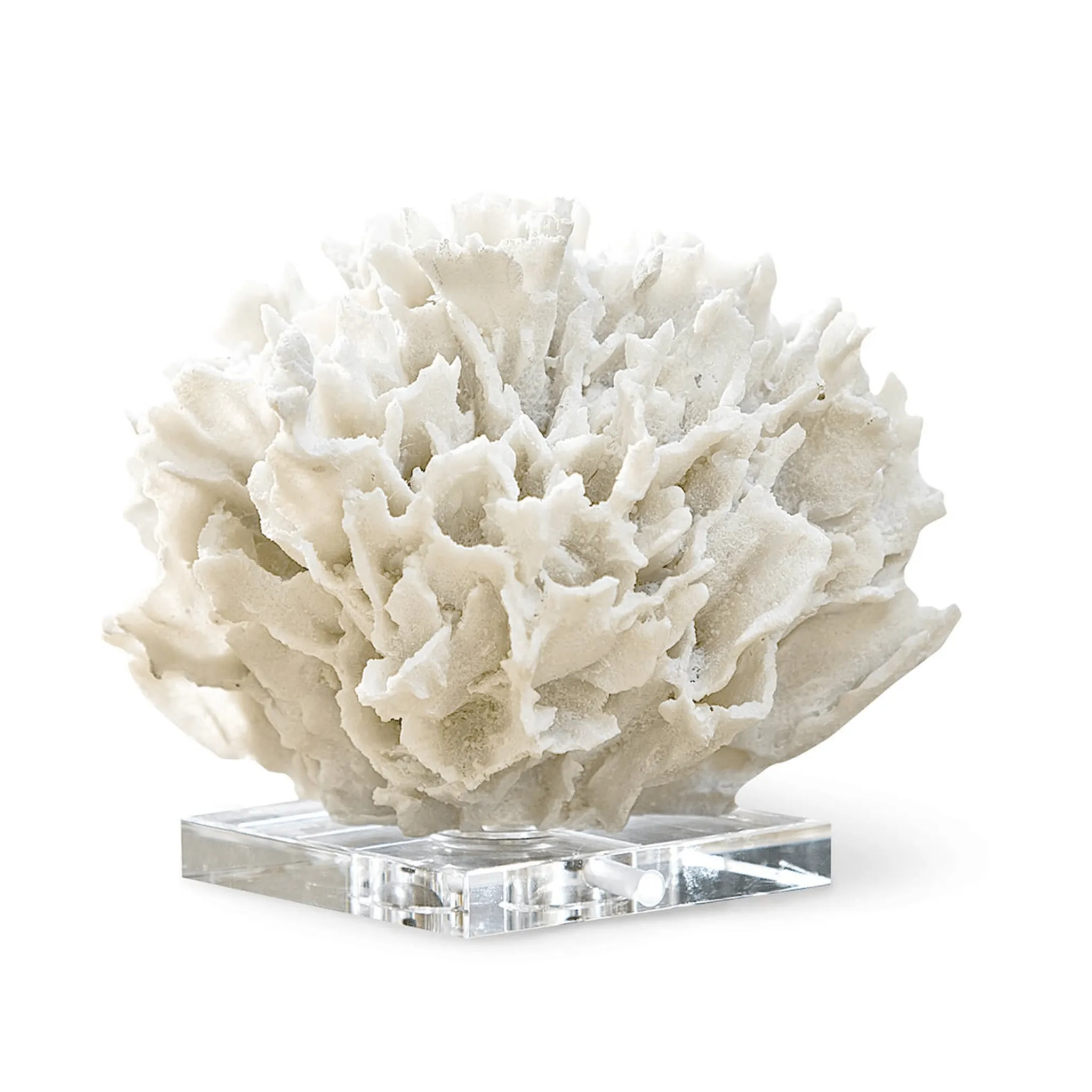 Ribbon Coral on Crystal Stand