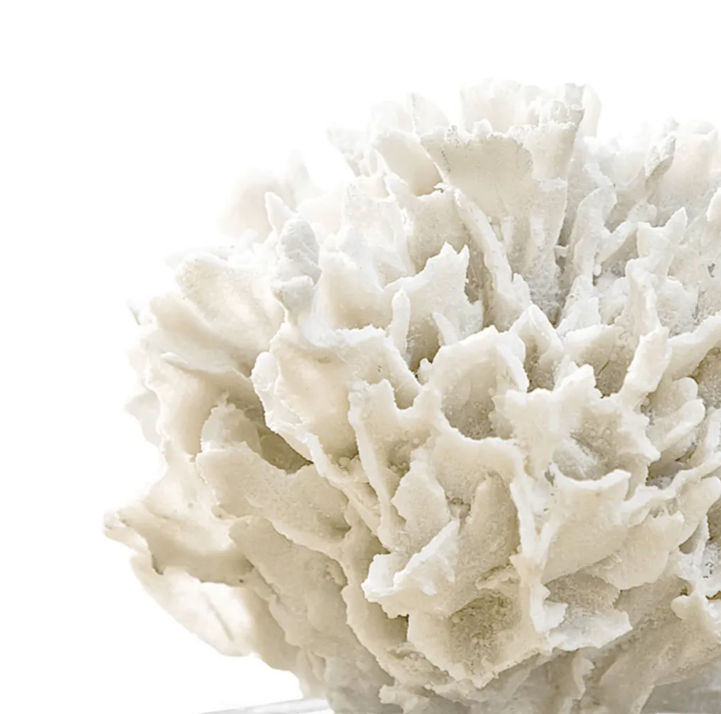Ribbon Coral on Crystal Stand